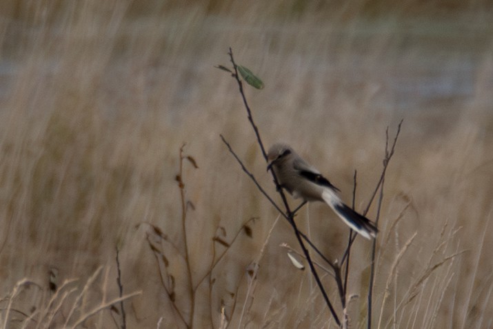 Умардын дунхай - ML645801150