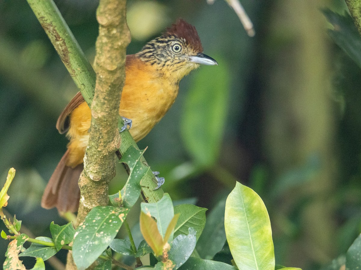 Barred Antshrike - ML645801159