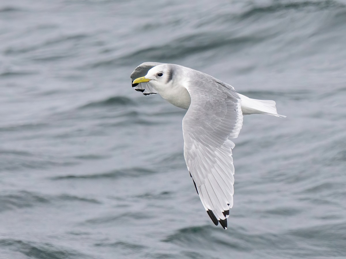 krykkje - ML645801165