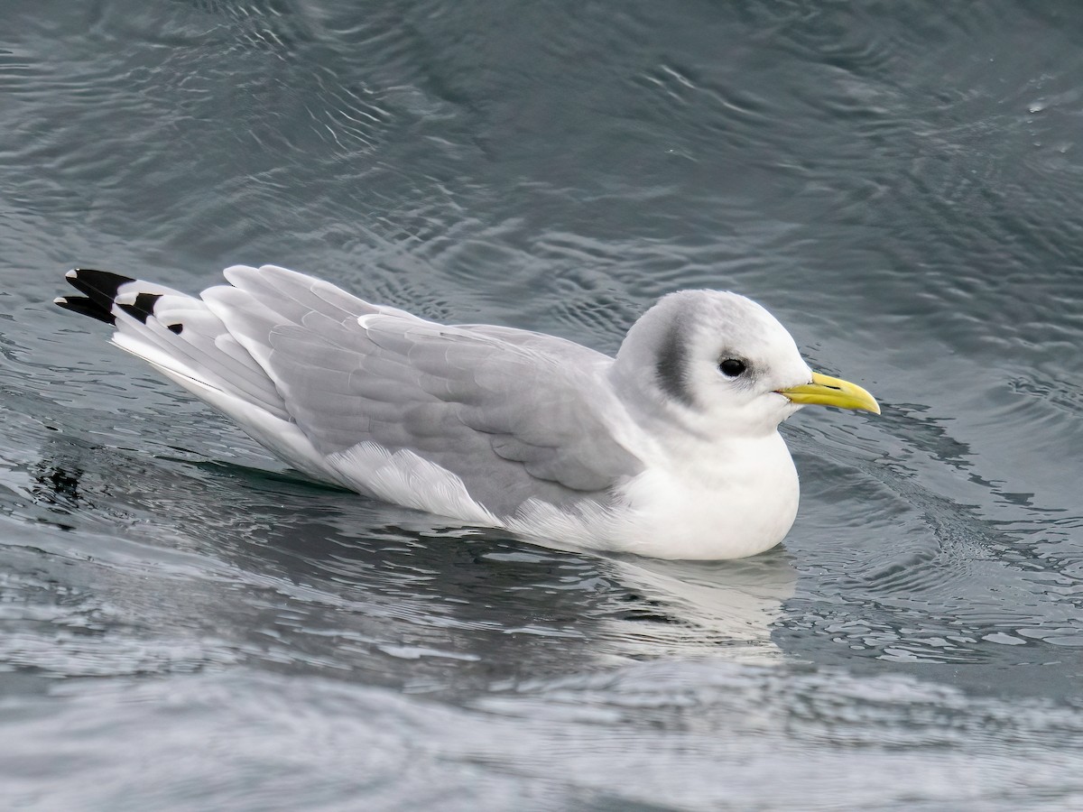 krykkje - ML645801166