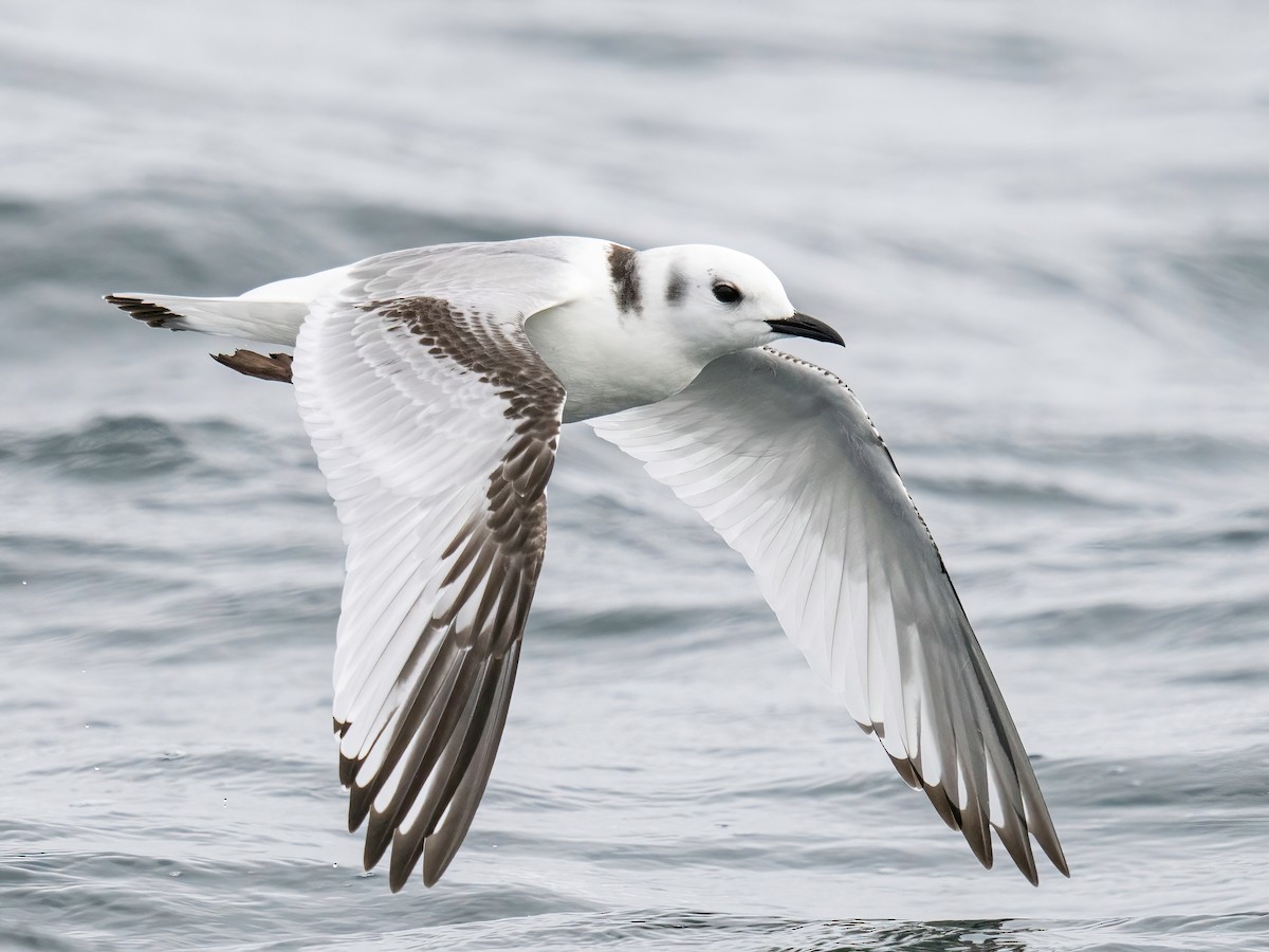 krykkje - ML645801167