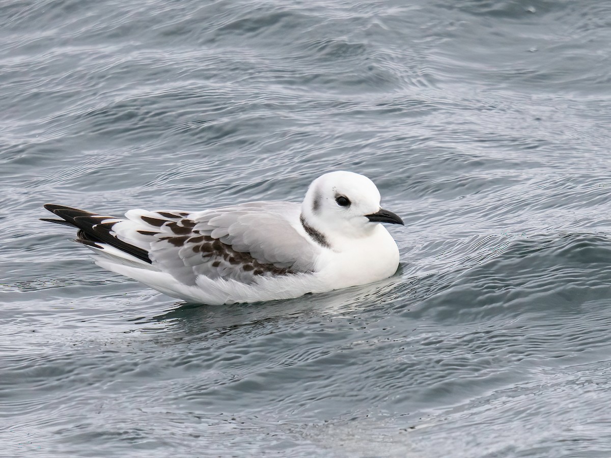 krykkje - ML645801168