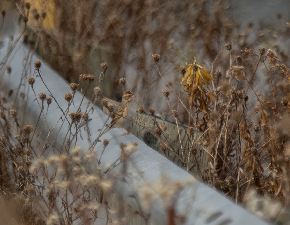 Clay-colored Sparrow - ML645801172