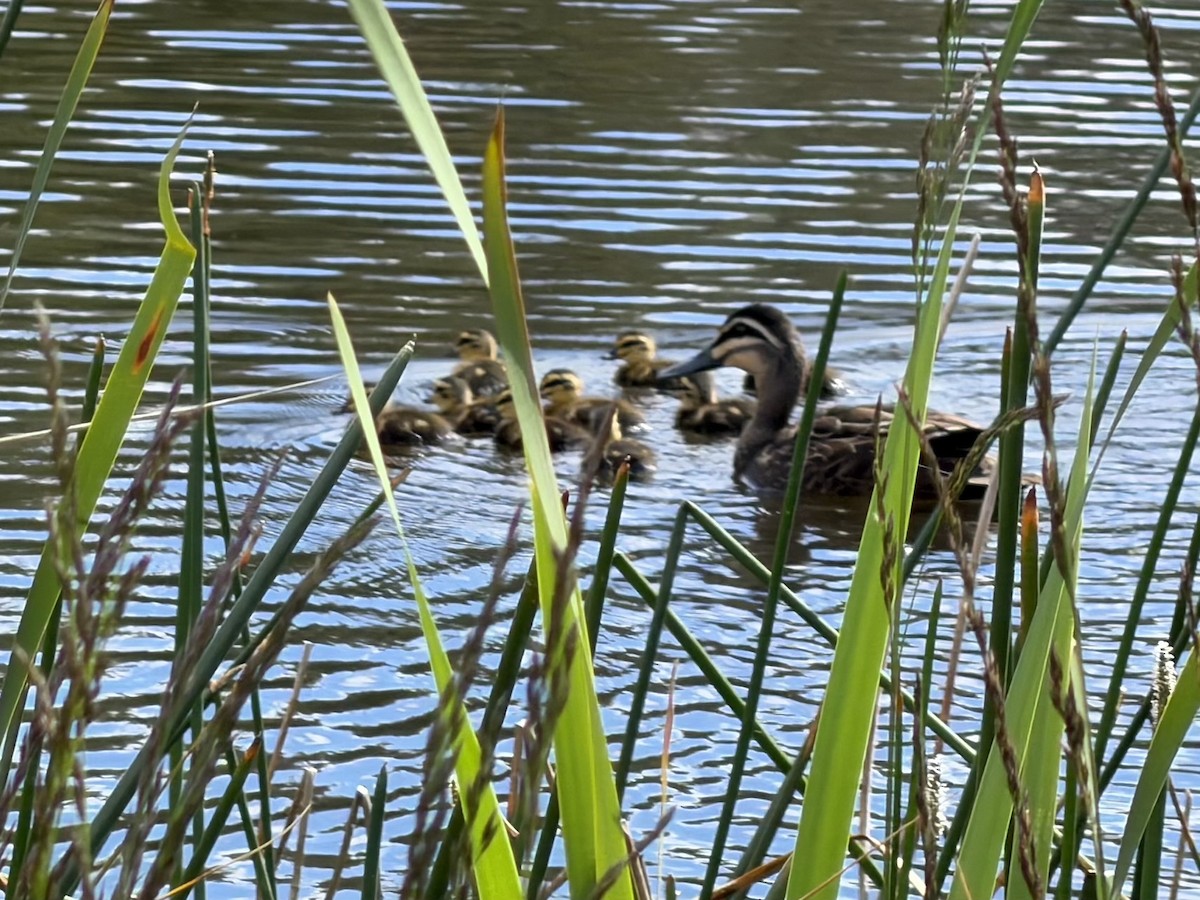 Pacific Black Duck - ML645801174