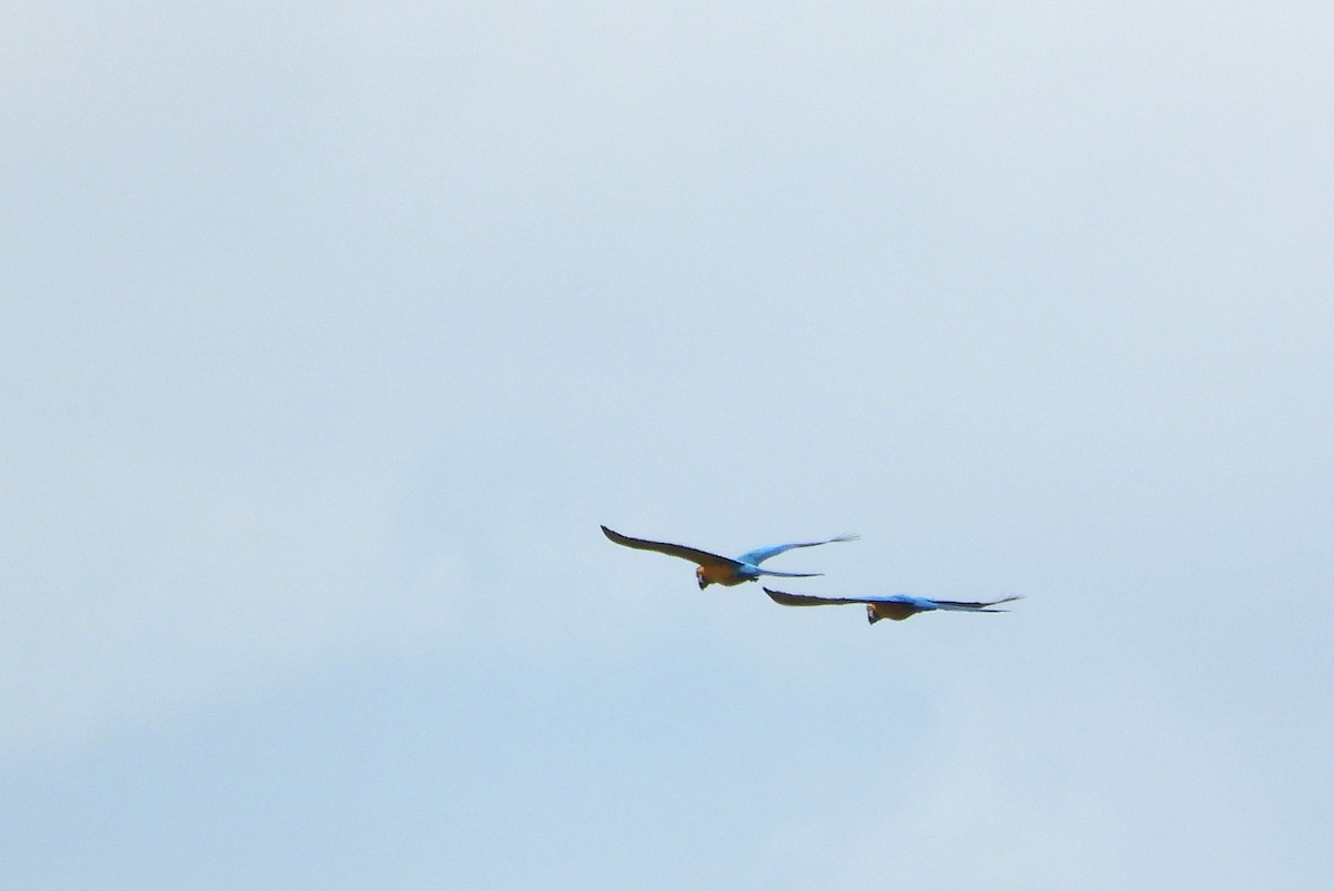 Blue-and-yellow Macaw - ML645801179