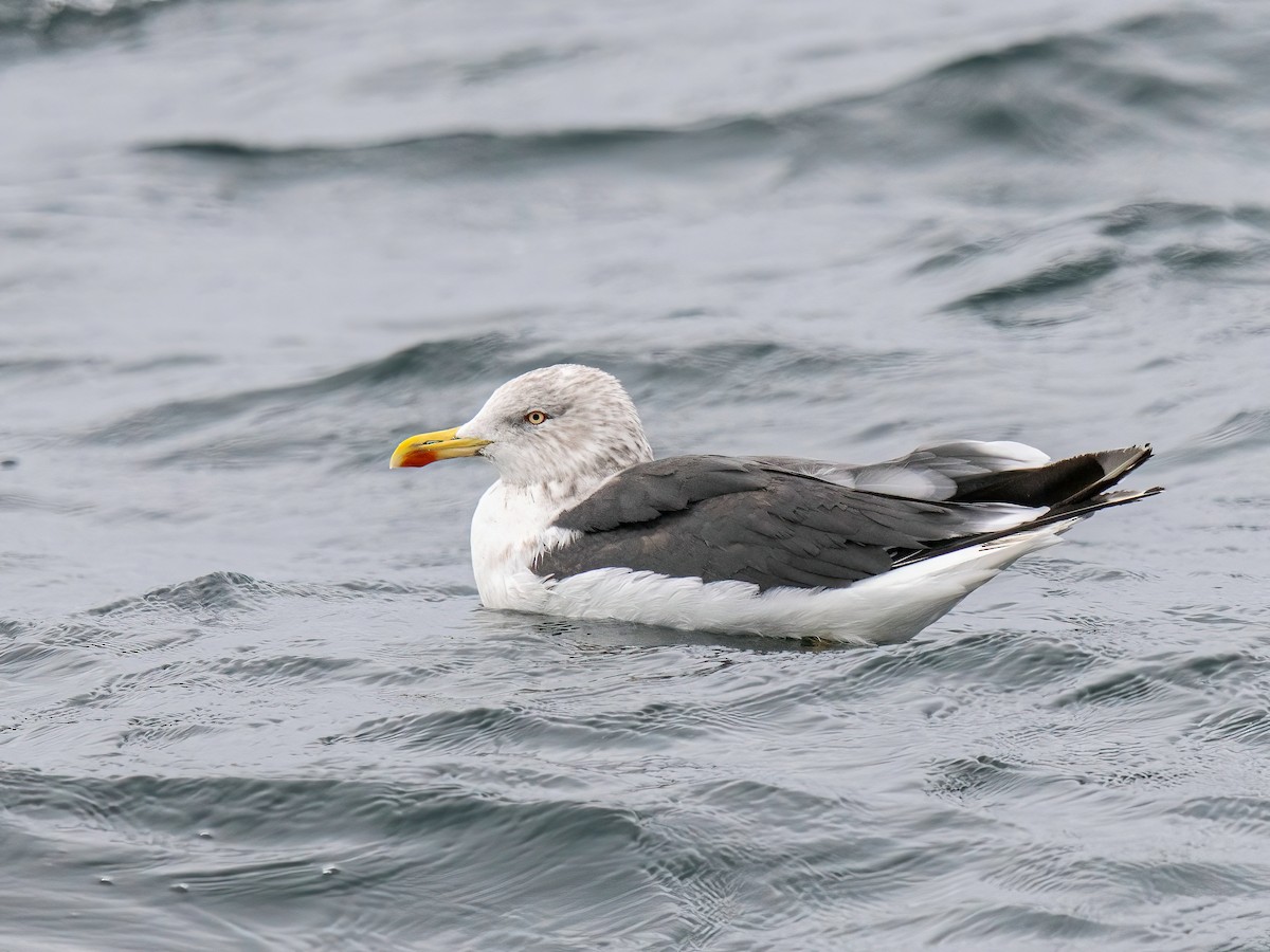 Zafferano - ML645801183