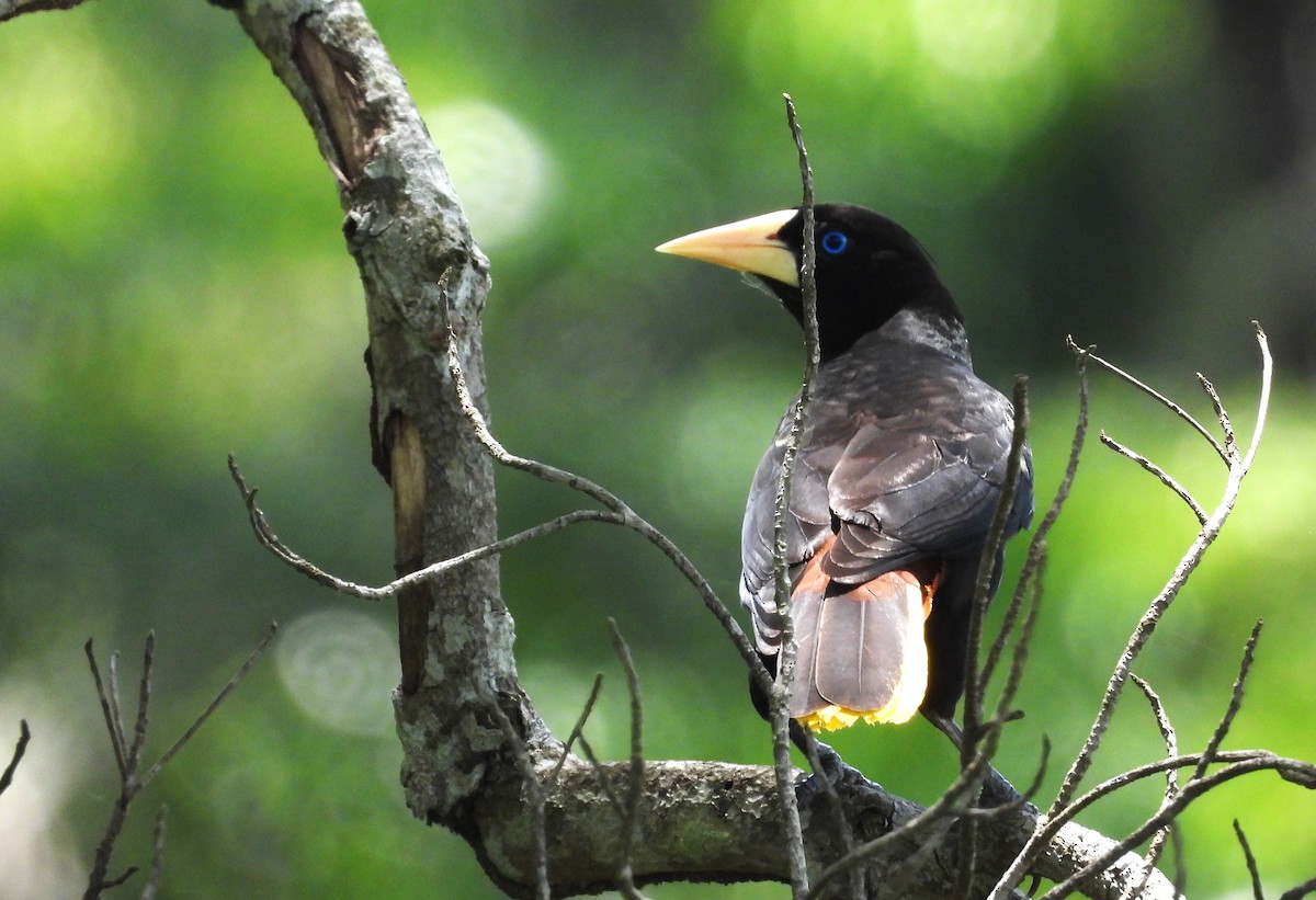 Crested Oropendola - ML645801191