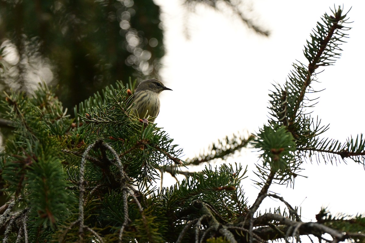 Cape May Warbler - ML645801194