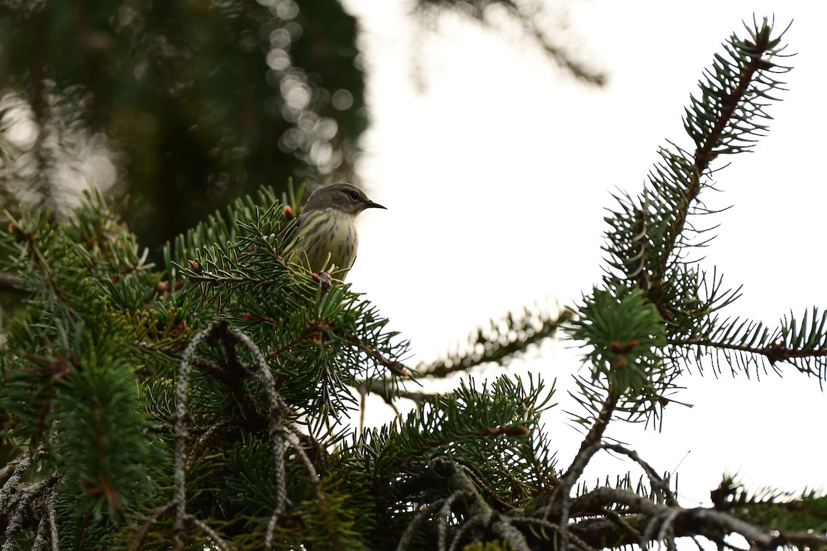 Cape May Warbler - ML645801195