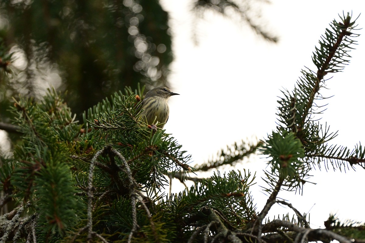 Cape May Warbler - ML645801197