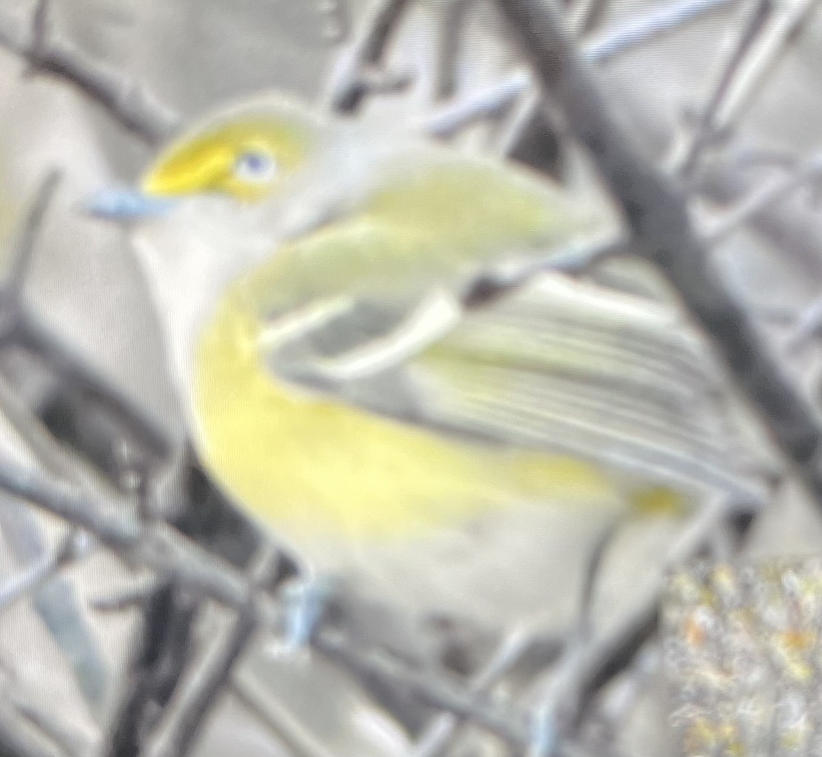White-eyed Vireo - ML645801198