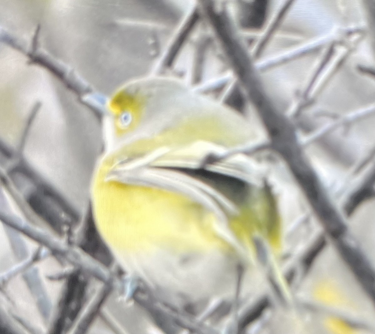 White-eyed Vireo - ML645801199
