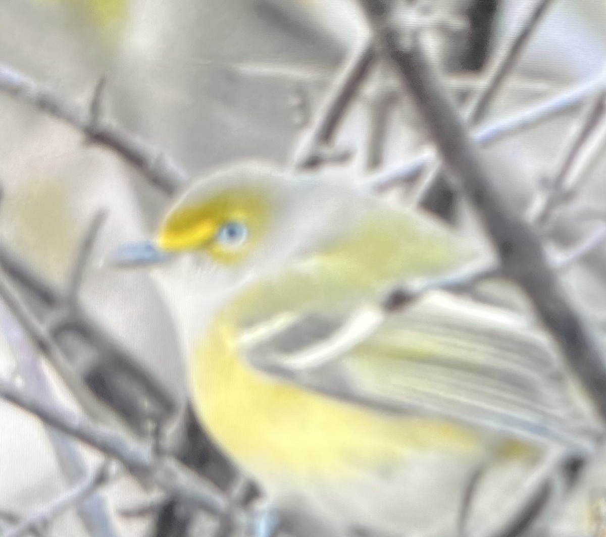 White-eyed Vireo - ML645801200