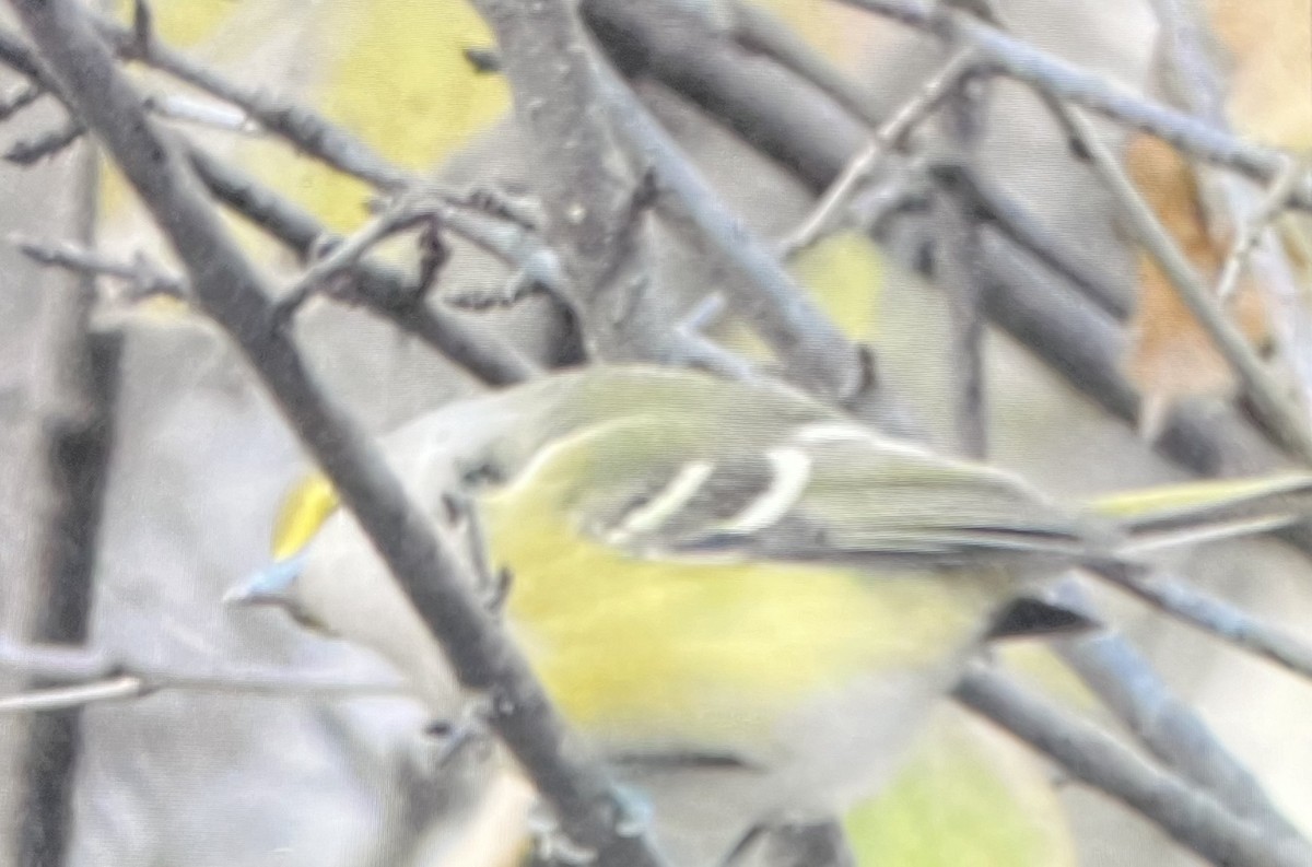 White-eyed Vireo - ML645801201