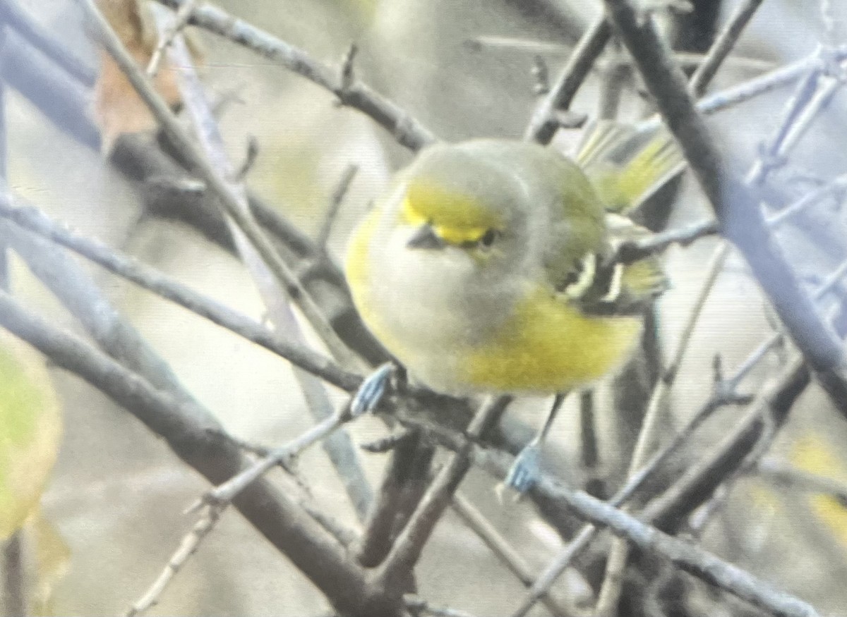 White-eyed Vireo - ML645801202