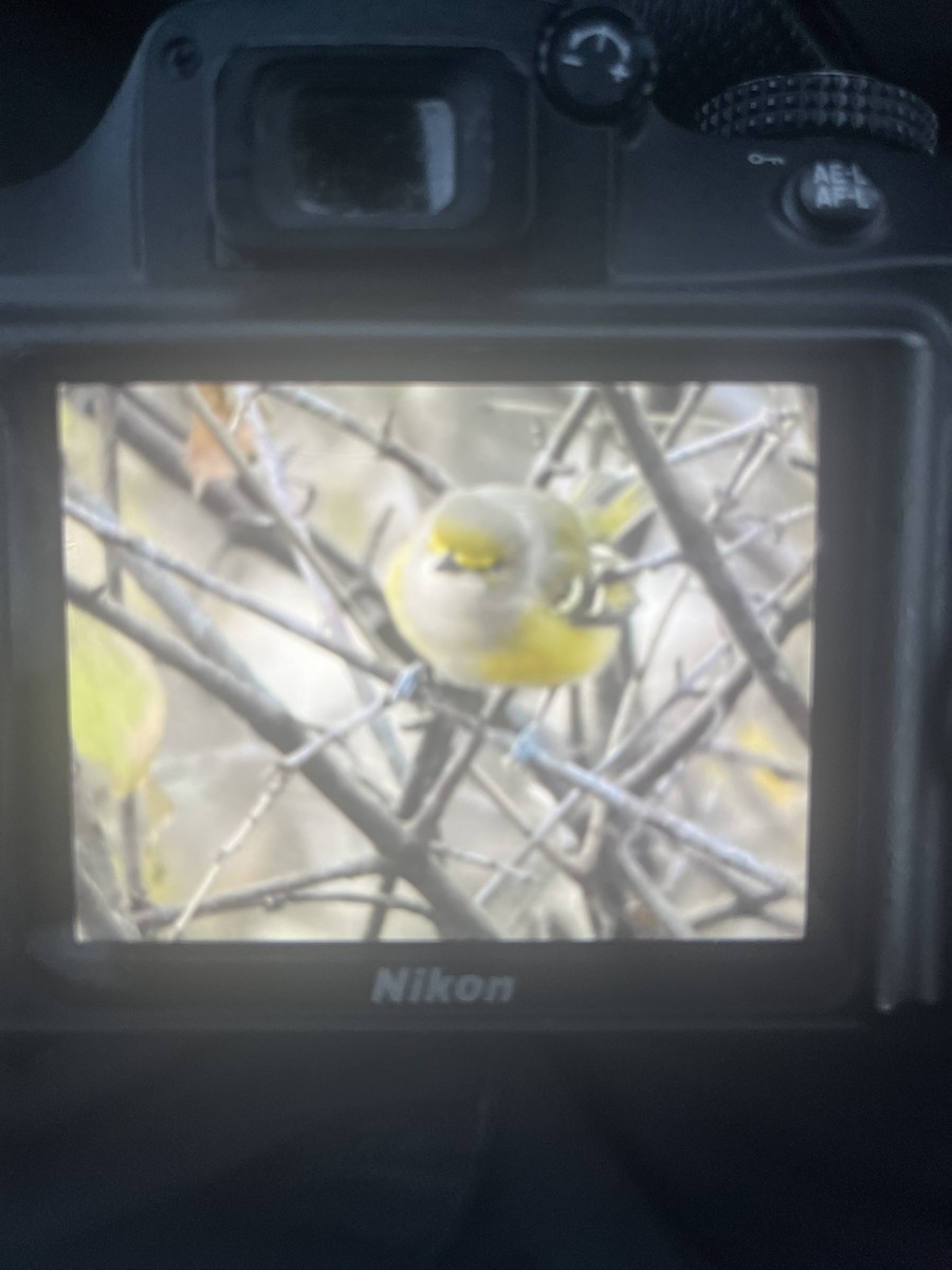 White-eyed Vireo - ML645801203