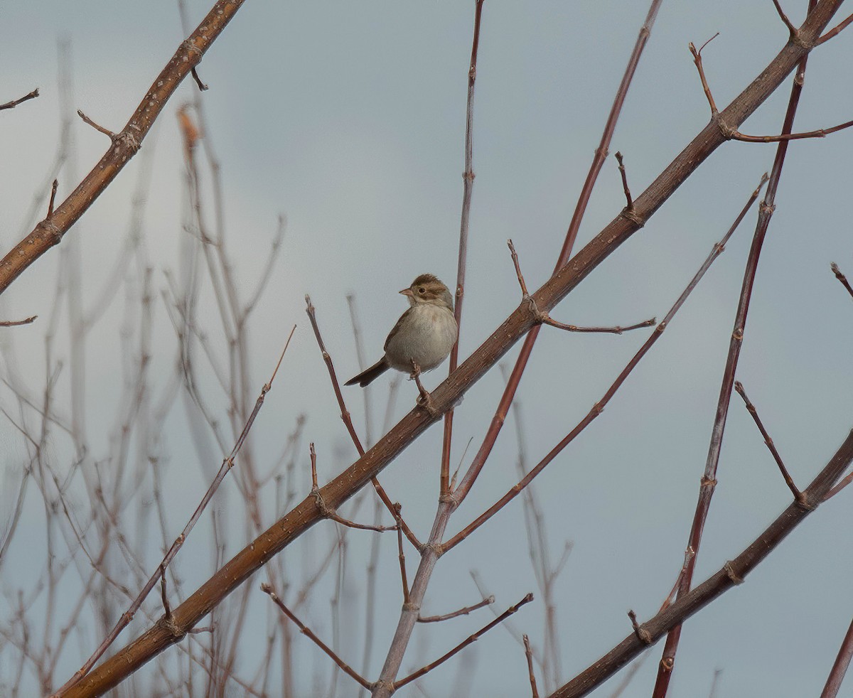 Clay-colored Sparrow - ML645801210