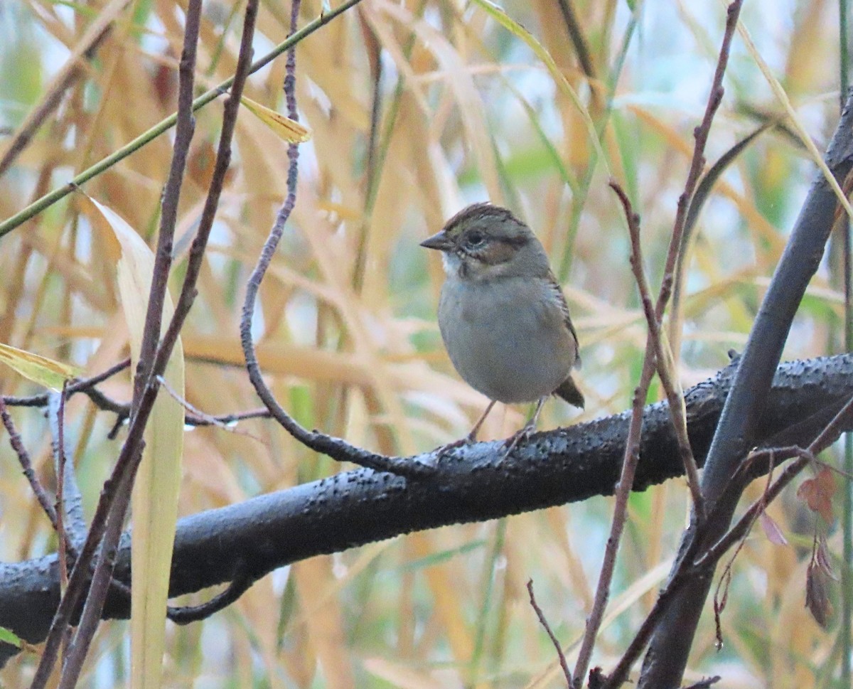 Bruant des marais - ML645801216