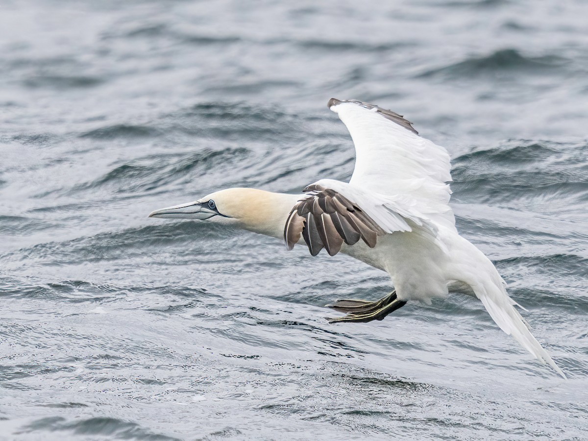 Northern Gannet - ML645801229