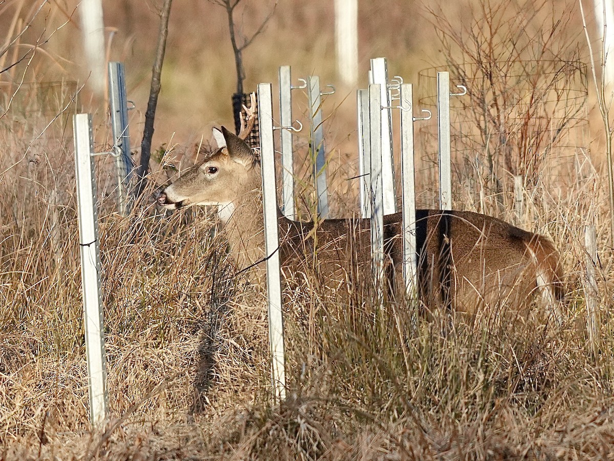 Animals - ML645801236