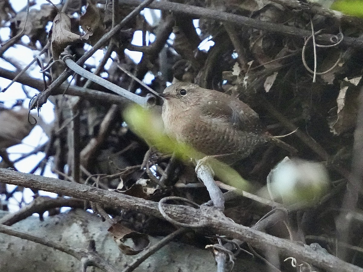 Winter Wren - ML645801241