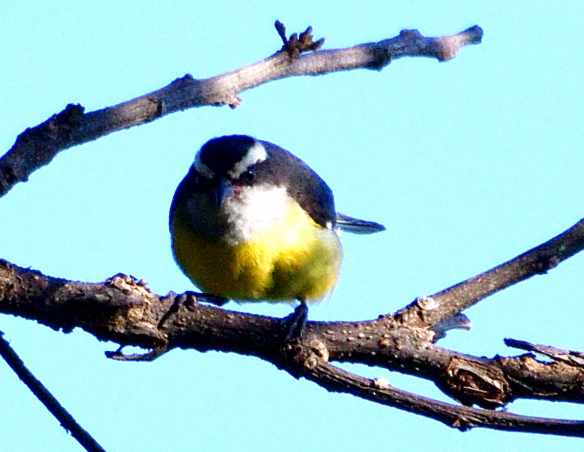 Sucrier à ventre jaune - ML645801243