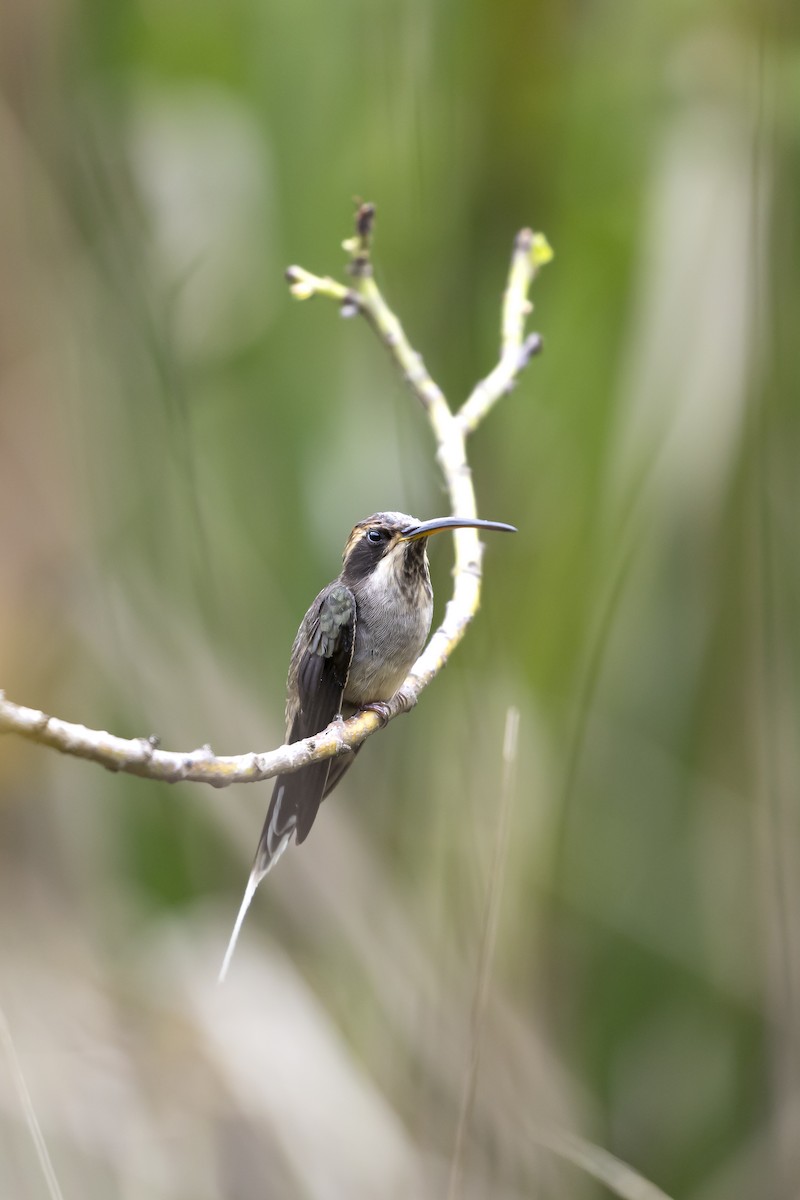Schuppenkehl-Schattenkolibri - ML645801245