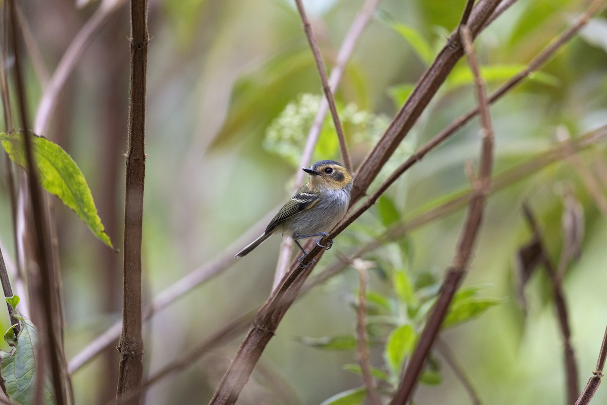 Ockergesicht-Todityrann - ML645801256