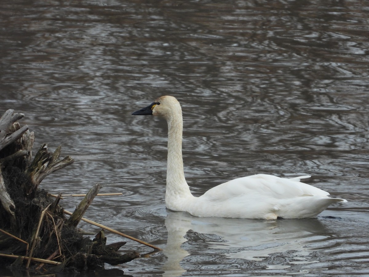 Tundra Swan - ML645801257