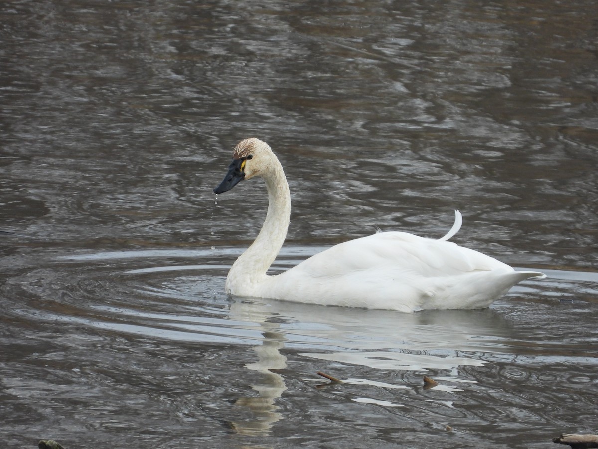 Tundra Swan - ML645801258