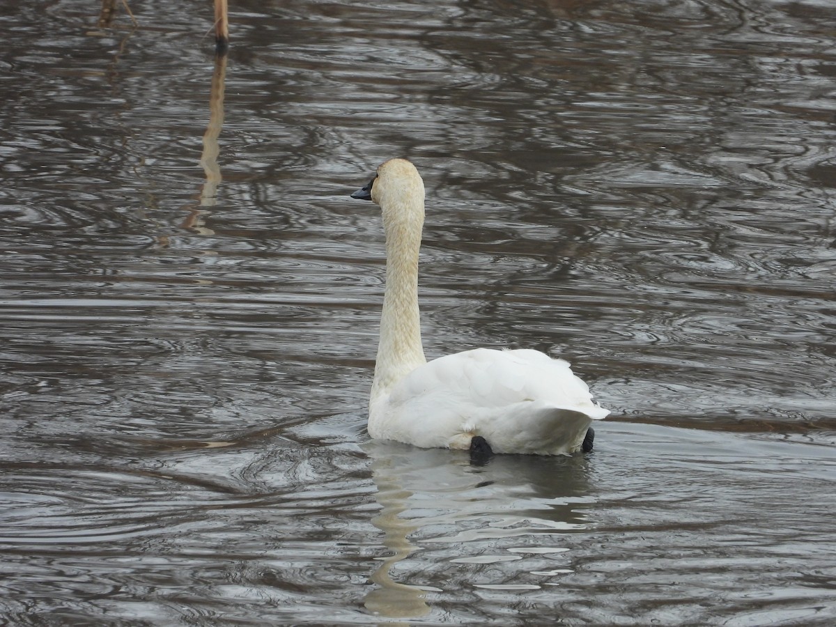 Tundra Swan - ML645801259