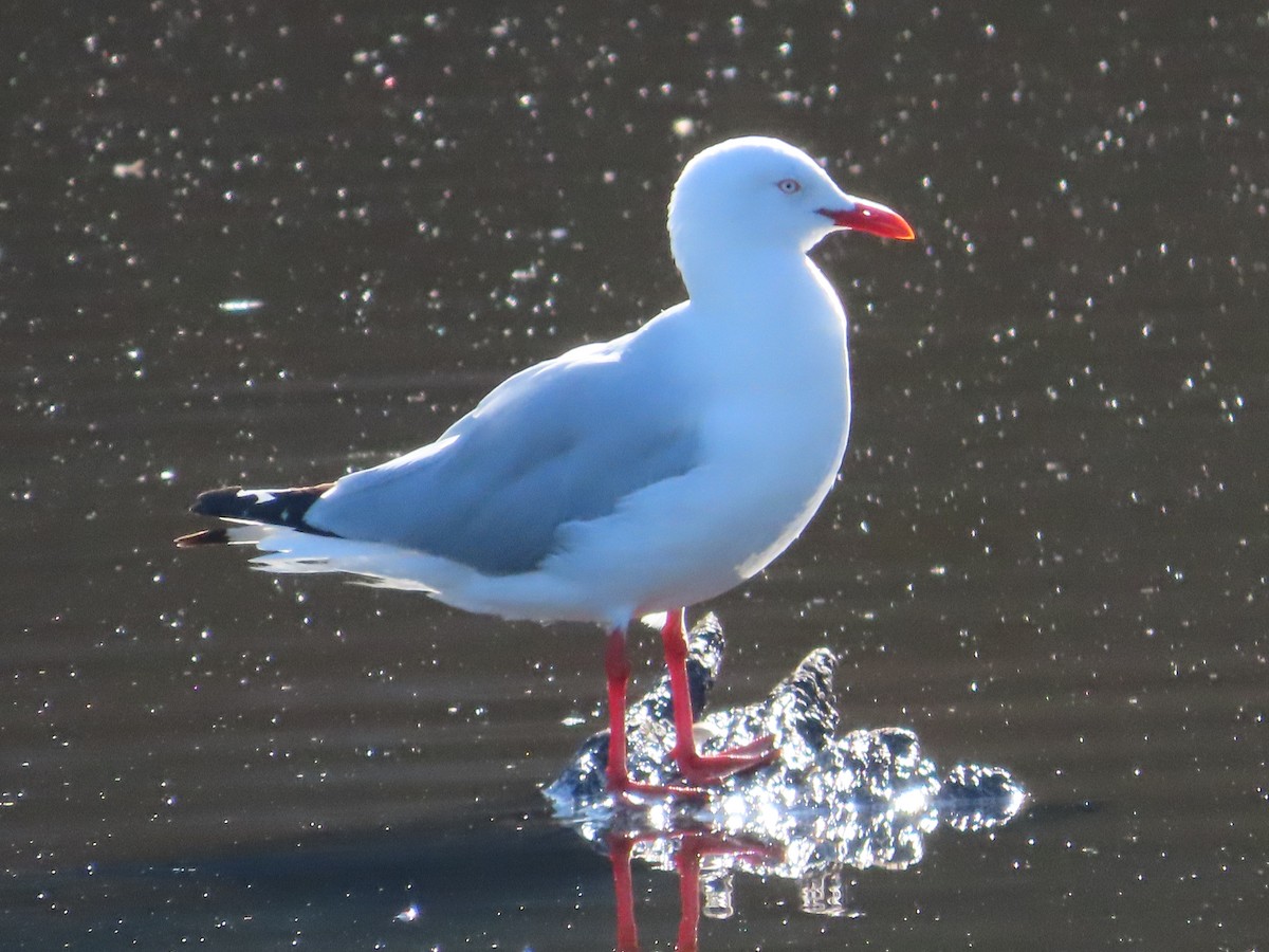 Silver Gull - ML645801262