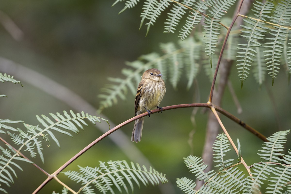 Rostschnäppertyrann - ML645801268