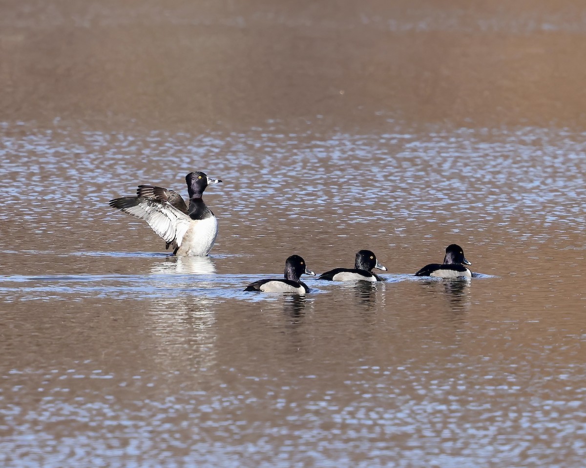Ring-necked Duck - ML645801270