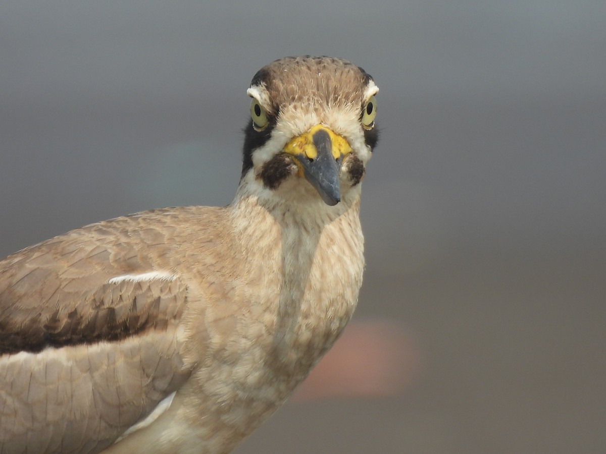 Great Thick-knee - ML645801273