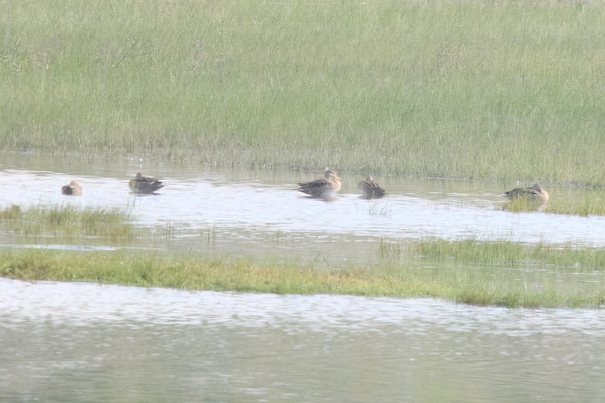 Yellow-billed Pintail - ML645801274