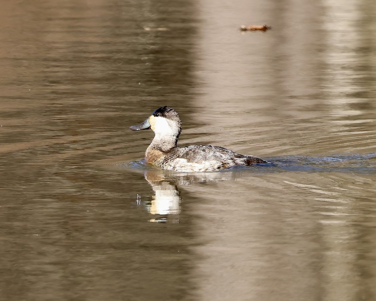 Ruddy Duck - ML645801277