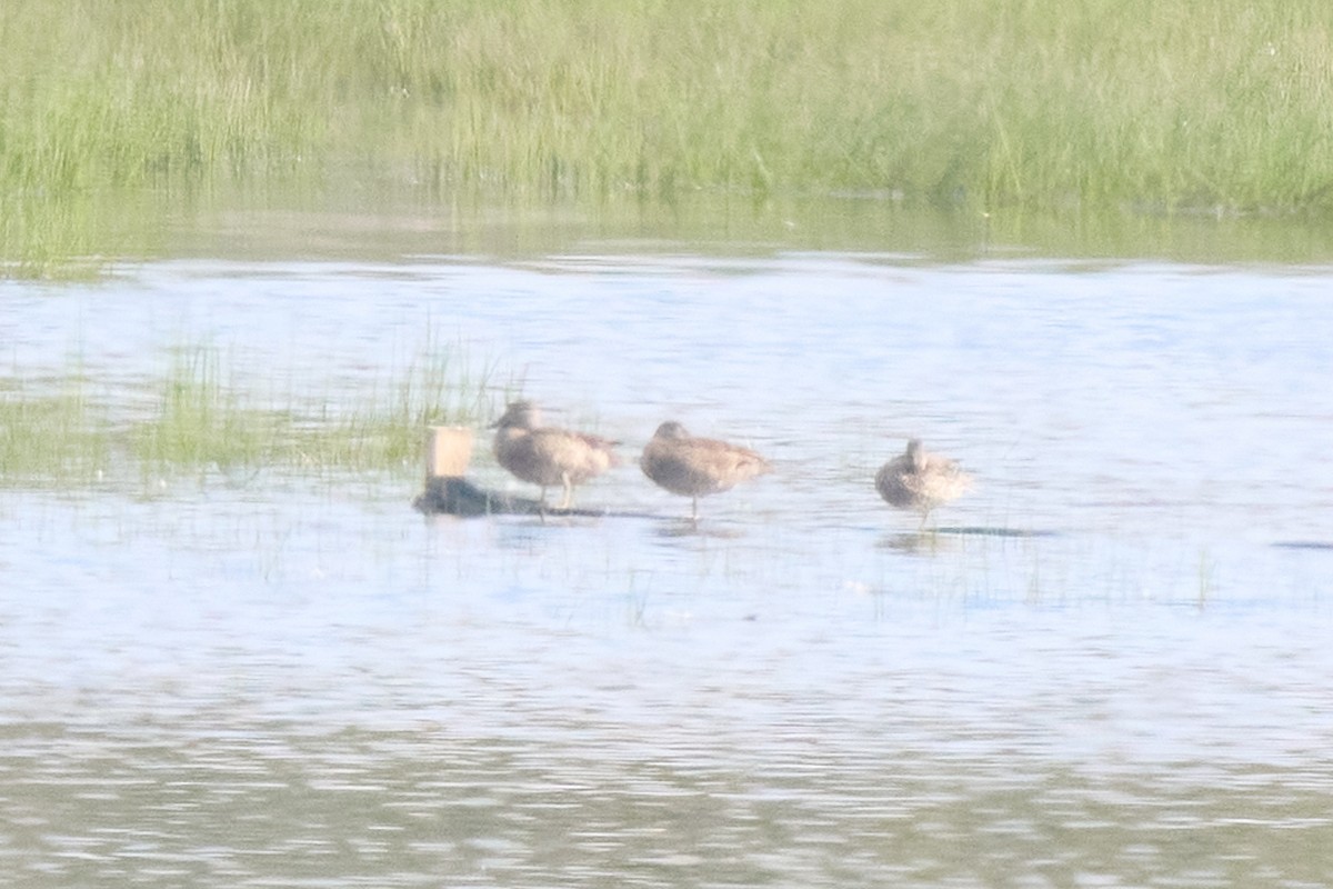 Sarcelle des Andes - ML645801281