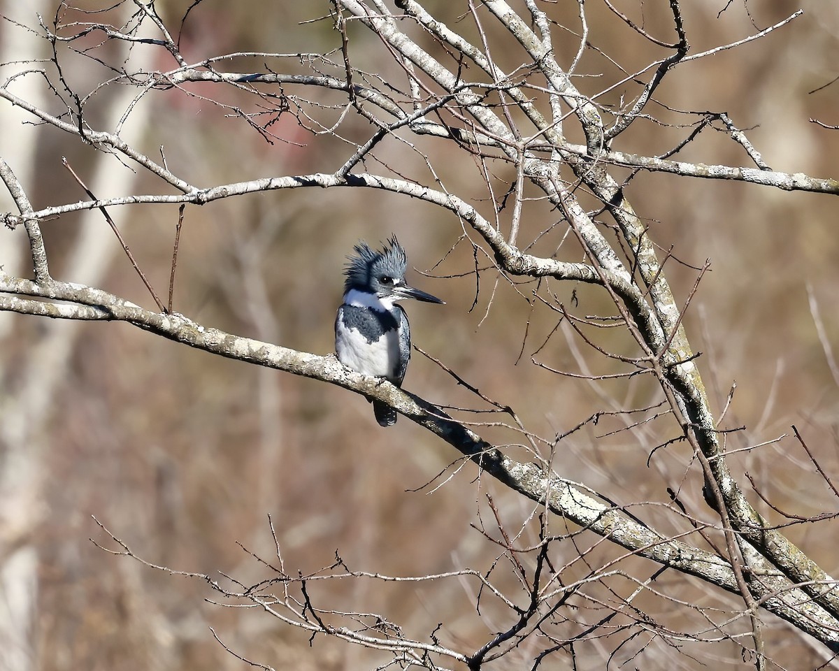 Belted Kingfisher - ML645801282