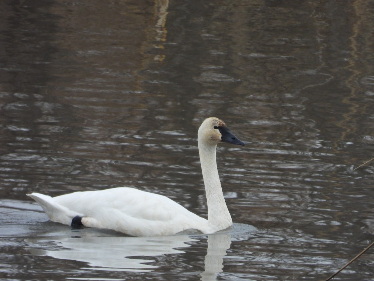 Trumpeter Swan - ML645801284