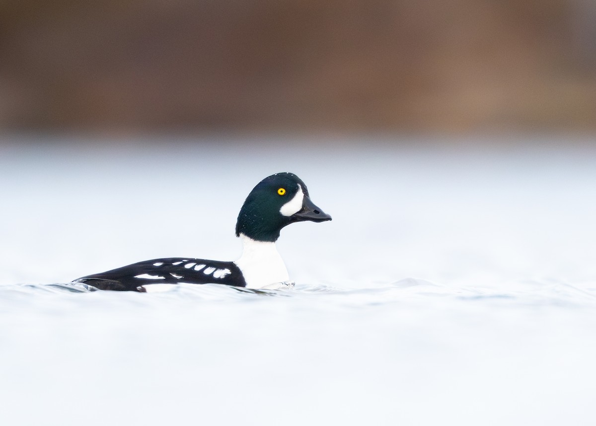 Murgilari islandiarra - ML645801285