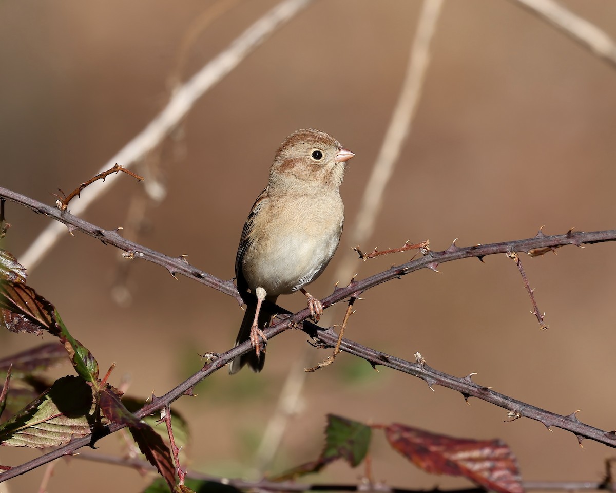 Field Sparrow - ML645801295