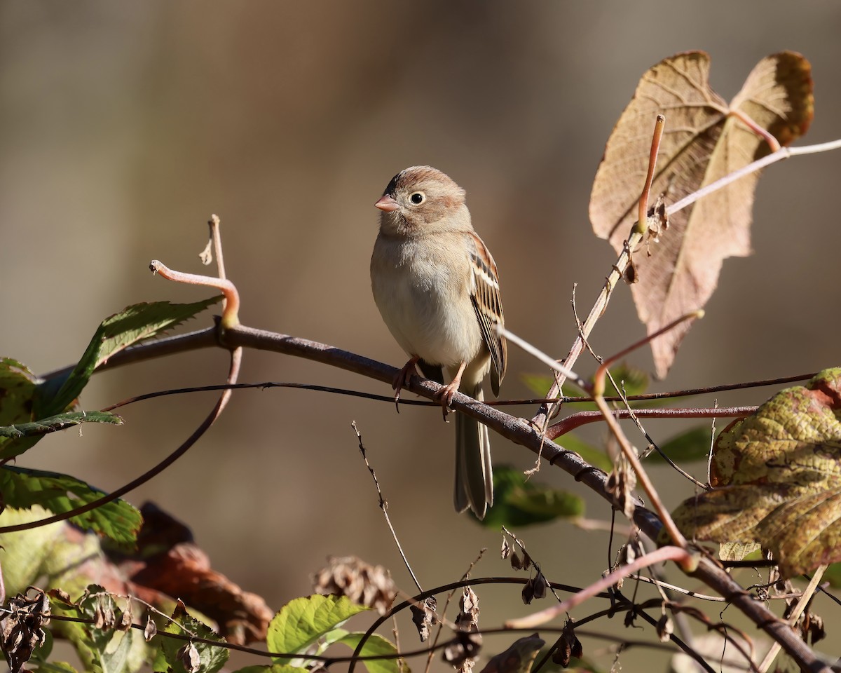 Field Sparrow - ML645801296