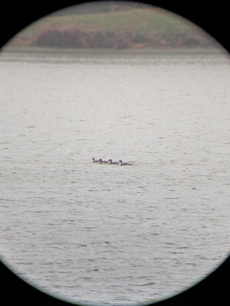 Red-breasted Merganser - ML645801303