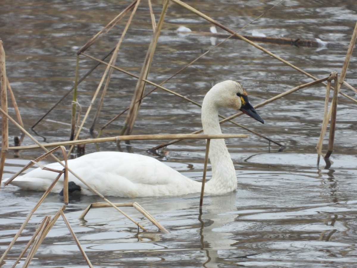 Tundra Swan - ML645801310