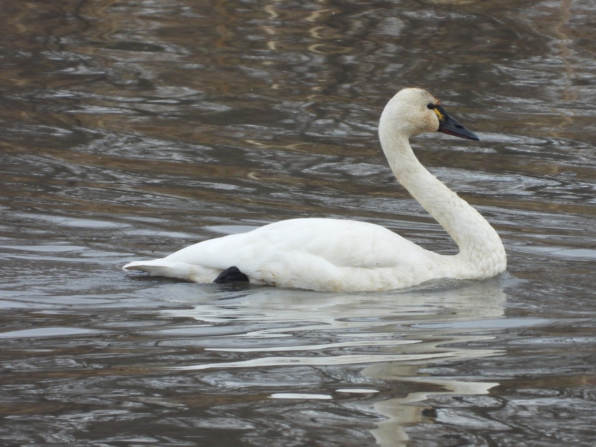 Tundra Swan - ML645801311