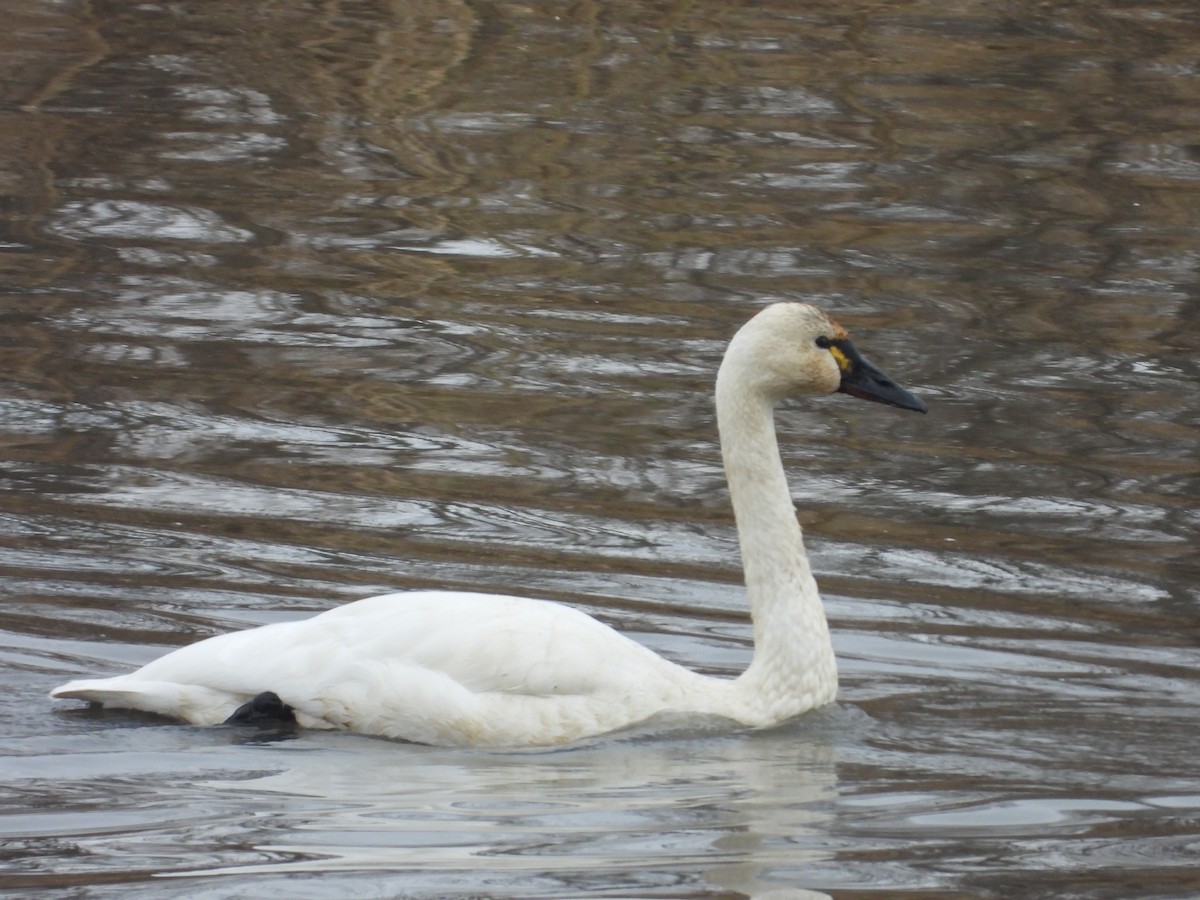 Tundra Swan - ML645801312