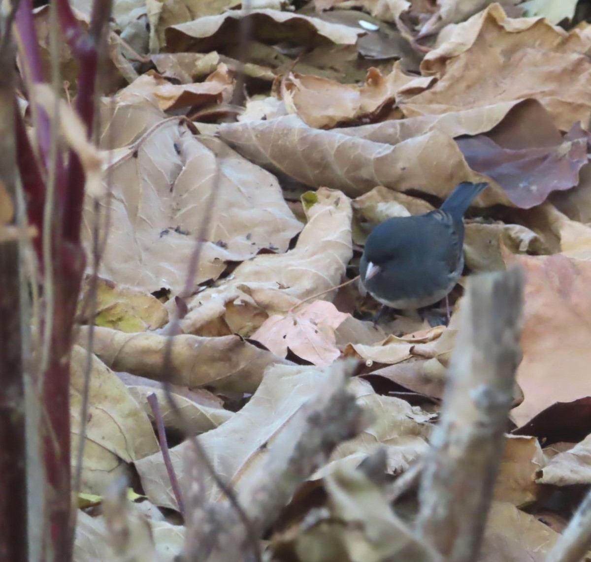 Dark-eyed Junco - ML645801315