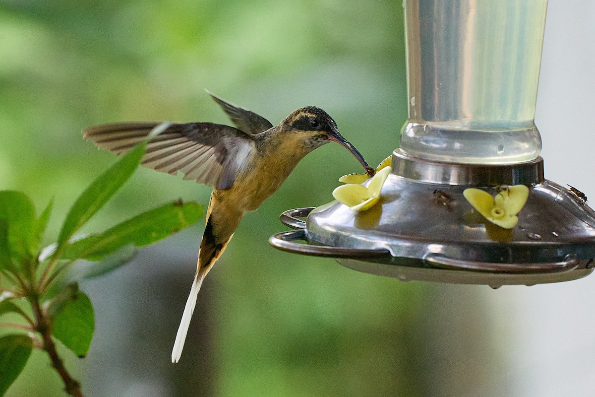 Ermite à ventre fauve - ML645801327