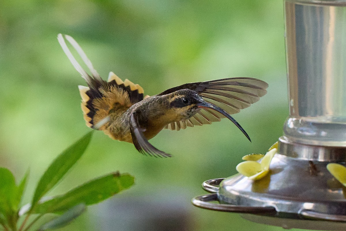 Ermite à ventre fauve - ML645801328